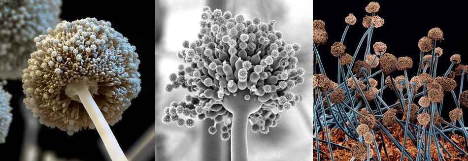 JQ Biotech Research and Development